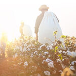 Life of Cotton